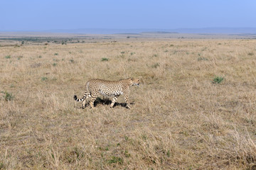 cheetah © Herbert