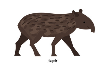 Tapir - large herbivorous animal of the order Perissodactyla, resembling a pig