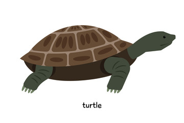 Turtle - symbol of wisdom and longevity
