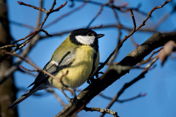 Closeup of a yellow Great Tit sitting in tree branches with blue sky as background
