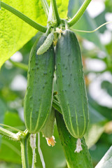 Hanging cucumbers in a greenhouse