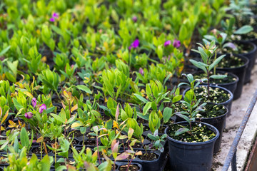 interior of a greenhouse for growing flowers and plants