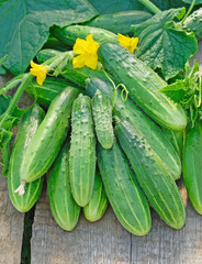 Harvest of green long cucumbers on old timber