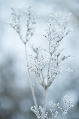 Frozen Nature