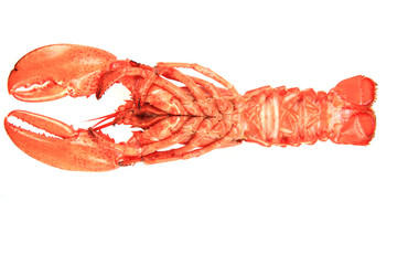 orange lobster isolated