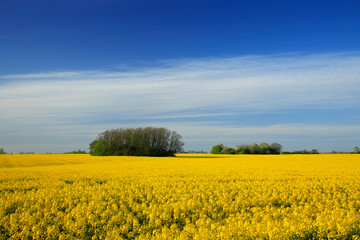 Fototapeta na wymiar Field of Oilseed rape blossoming under Blue Sky with Clouds