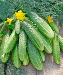Harvest of green long cucumbers with dill