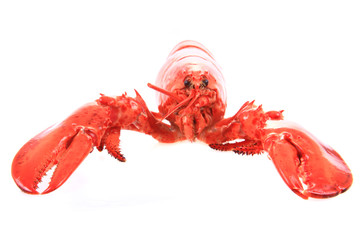 orange lobster isolated