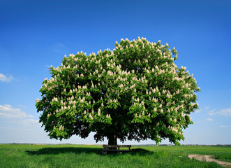 Fototapeta premium Nicely Shaped Chestnut Tree in Full Bloom on Meadow in Spring Landscape under Blue Sky