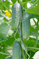 Growing cucumbers in a greenhouse