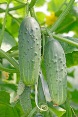 Growing cucumbers in a greenhouse