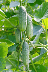 Growing cucumbers in a greenhouse
