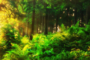 Fototapeta na wymiar coniferous forest early in the morning beautiful, soft gentle sunlight and haze of mist. In the foreground of lush bright green fern leaves. soft focus. 