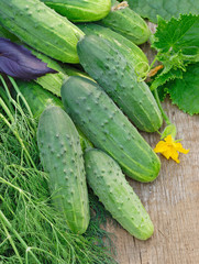 Harvest of green cucumbers with leaves