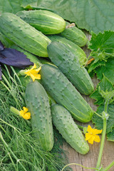 Harvest of green cucumbers with leaves