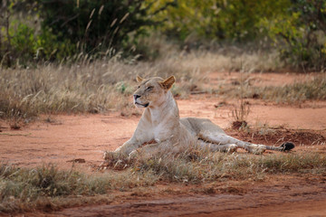 Lion