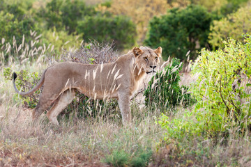 Lion