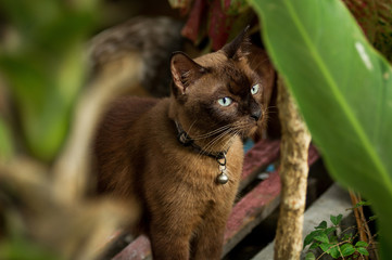 Thai cat