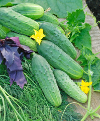 Harvest of green cucumbers with leaves