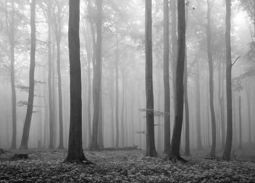Fototapeta Forest of Beech Trees in Autumn, dense Fog, Black and White