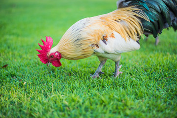 close up image of colorful bantam cock on grass.
