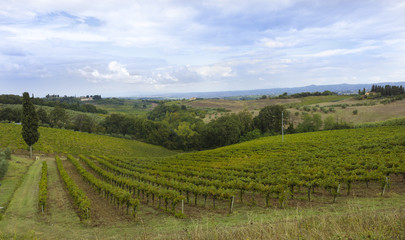Fototapeta na wymiar Landscape with Cypresses and vines near of San Gimignano_Tuscany, Italy, Europe