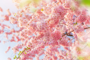 Spring border background with pink blossom