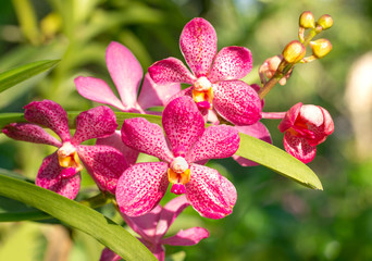 red phalaenopsis orchid flower