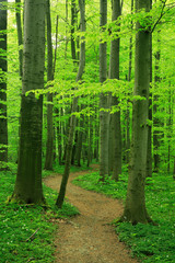 Schmaler Wanderweg durch Buchenwald im zeitigen Frühjahr, frisches Grün