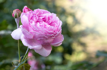 pink rose flower in a garden