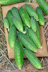 Harvest of green cucumbers