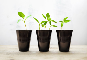 Small green sprouts. Plants in plastic cups on wooden table. Concept of environmental protection.