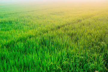 Lush rice paddies with morning sun light