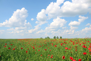 Poppies flower field and blue sky