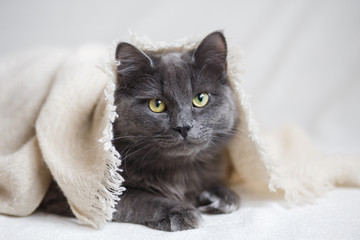 Fluffy gray cat lying under beige knitted blanket.
- 138838390