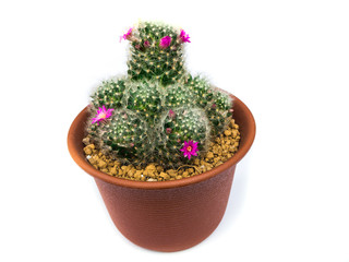 Fototapeta na wymiar cactus isolated on white background