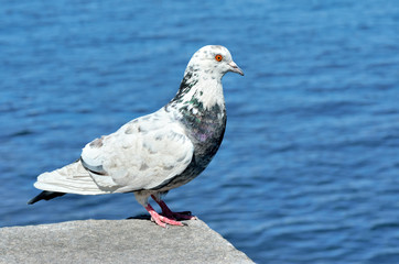 Lonesome Dove sitting on a stone, on background of sea