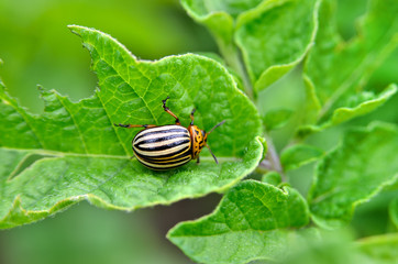 Colorado beetle eats a potato leaves young. Pests destroy a crop in the field. Parasites in wildlife and agriculture.