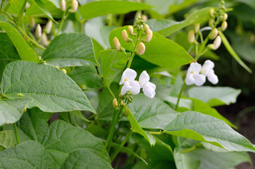 Young shoots and bean flowers in the field.