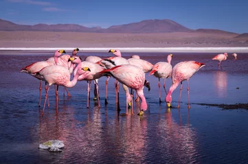 Foto op Canvas Groep roze flamingo& 39 s in het kleurrijke water van Laguna Colorada, een populaire stop op de Roadtrip naar Uyuni Salf Flat, Bolivia © Julian Peters Photos