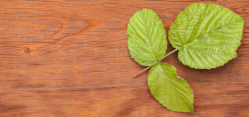 raspberry leaf on a wooden background