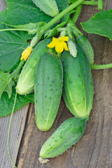 Green cucumbers with leaves and flowers