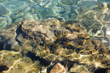 mussels in the sea on a stone