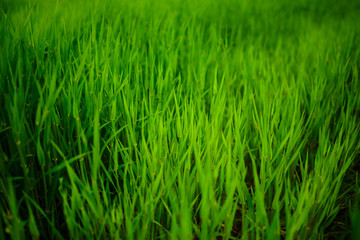 Fototapeta na wymiar Close up of fresh thick grass with water drops in the early morning