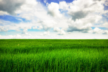 Fototapeta premium Green grass field and bright blue sky background