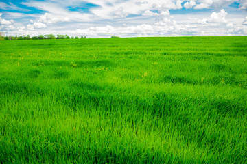 Green grass field and bright blue sky background