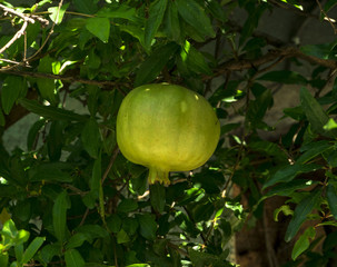 Pomegranates on tree, Lucca, Tuscany, Italy