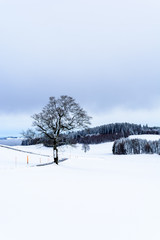 Winterlandschaft Hochformat
