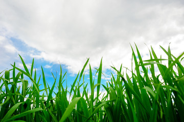 Fototapeta premium Close up of fresh thick grass with water drops in the early morning