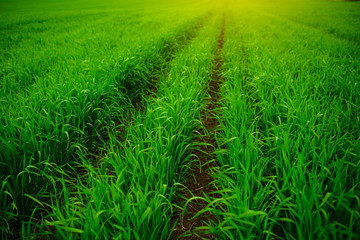 Close up of fresh thick grass with water drops in the early morning